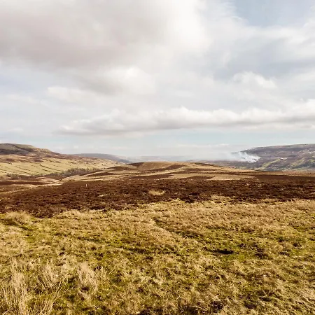 Olive * Richmond (North Yorkshire)